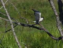Sterna hirundo longipennis