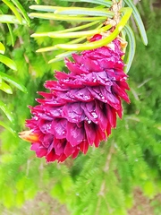 Picea jezoensis jezoensis