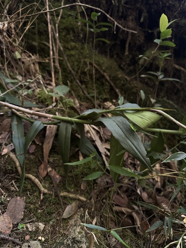 Epidendrum falsiloquum, photograph 1