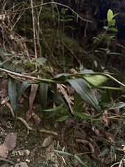 Nicolás Baresch Uribe, CC BY, iNaturalist via GBIF Epidendrum falsiloquum, photograph Nicolás Baresch Uribe, CC BY, iNaturalist via GBIF