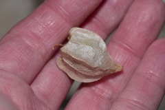 Physalis heterophylla