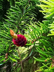 Picea jezoensis jezoensis