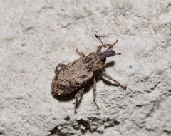 Listroderes difficilis