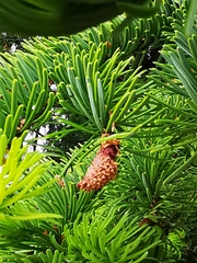 Picea jezoensis jezoensis