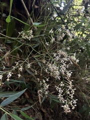 Nicolás Baresch Uribe, CC BY, iNaturalist via GBIF Epidendrum falsiloquum, photograph Nicolás Baresch Uribe, CC BY, iNaturalist via GBIF