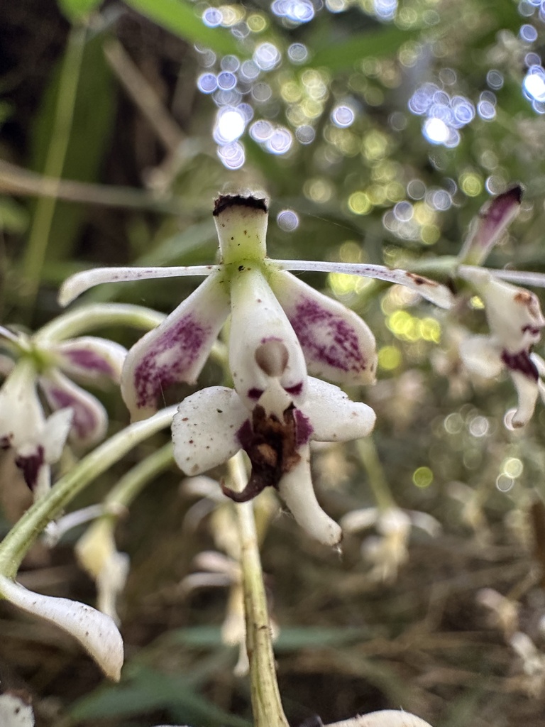 Epidendrum falsiloquum; photograph Nicolás Baresch Uribe, CC BY, iNaturalist via GBIF