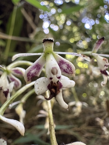 Epidendrum falsiloquum
