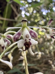 Epidendrum falsiloquum