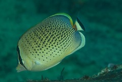 Chaetodon guttatissimus