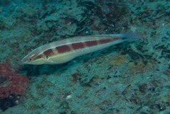 Coris caudimacula
