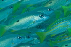Lutjanus monostigma