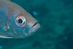 Priacanthus hamrur