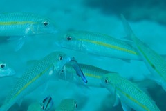 Labroides dimidiatus