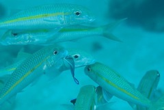 Labroides dimidiatus