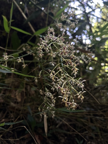 Epidendrum falsiloquum, photograph 3