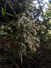 Nicolás Baresch Uribe, CC BY, iNaturalist via GBIF Epidendrum falsiloquum, photograph Nicolás Baresch Uribe, CC BY, iNaturalist via GBIF