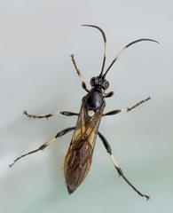 Stenichneumon