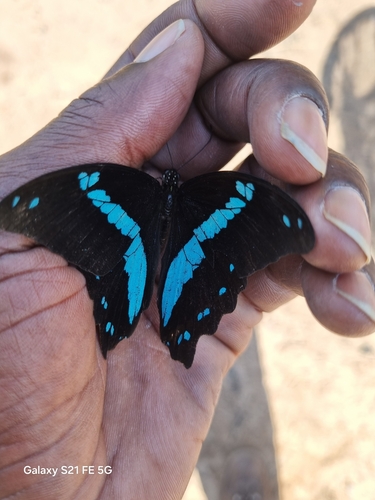 Greenband Swallowtail