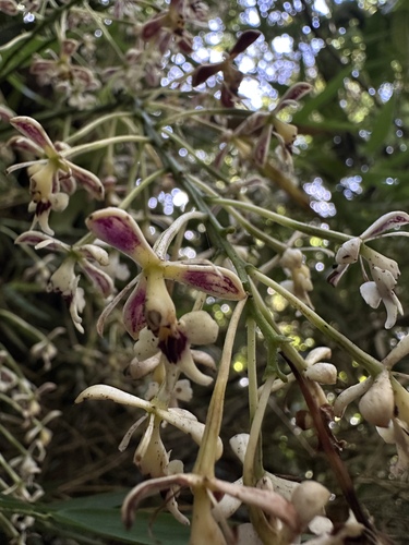 Epidendrum falsiloquum, photograph 4