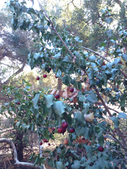 Prunus ilicifolia ilicifolia