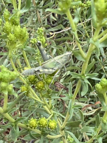 iNaturalist observation photo of Gray Bird Grasshopper