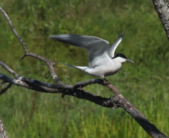 Sterna hirundo longipennis