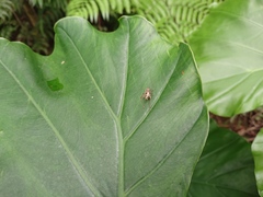 Svistella bifasciata
