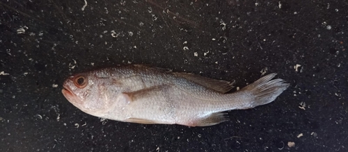 Brazilian stardrum (Stellifer brasiliensis) — Sciaenidae — 2