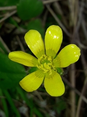 Ranunculus multiscapus