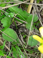 Ranunculus multiscapus