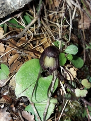 Corybas confusus