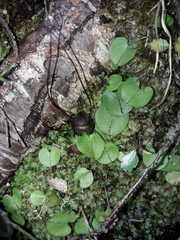 Corybas confusus