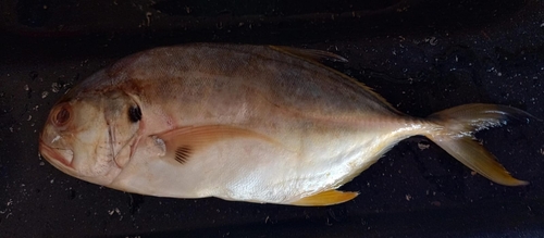 Crevalle Jack