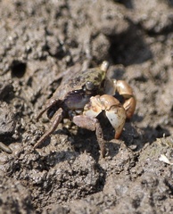 Pseudohelice subquadrata