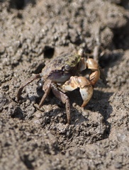 Pseudohelice subquadrata