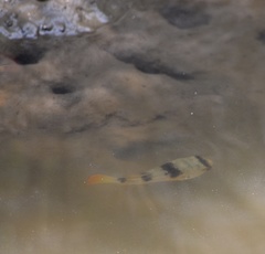 Marilyna pleurosticta