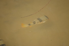 Marilyna pleurosticta