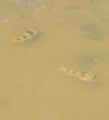 Marilyna pleurosticta