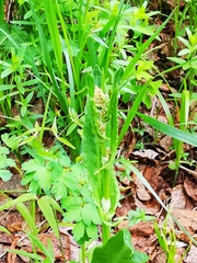 Rumex lapponicus