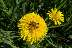 Brachyta interrogationis