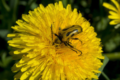 Brachyta interrogationis