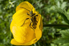 Brachyta interrogationis