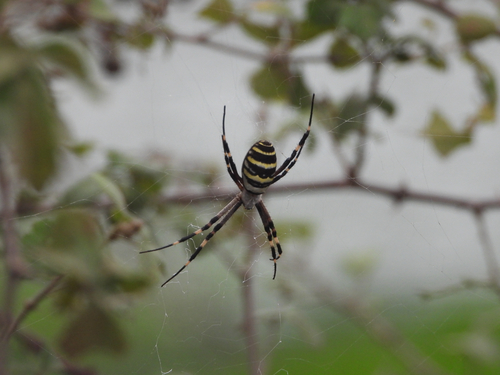 Wasp Spider