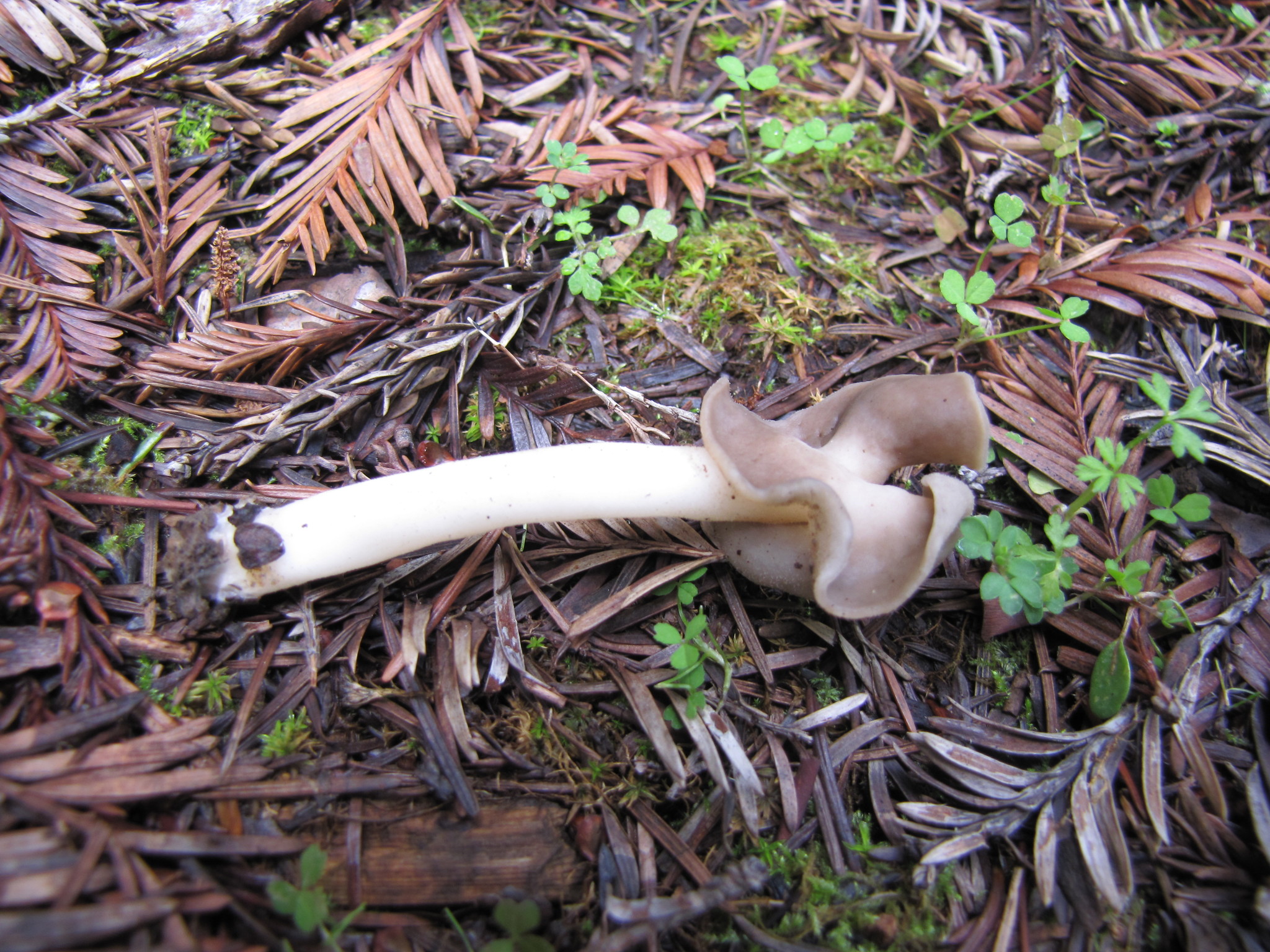 Helvella compressa image