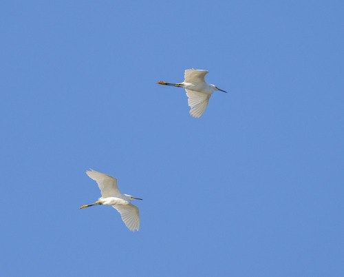 Snowy Egret photographed in Virginia