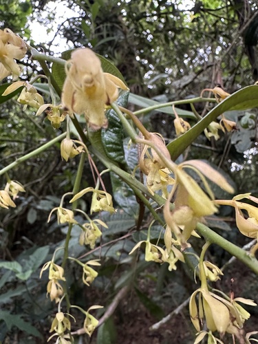 Epidendrum excisum, photograph 2