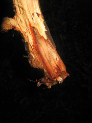 Phanerochaete sanguinea