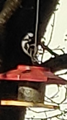 Dendrocopos major