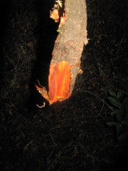 Phanerochaete sanguinea