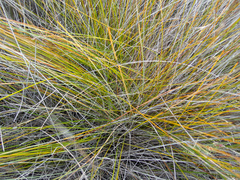 Schoenus carsei